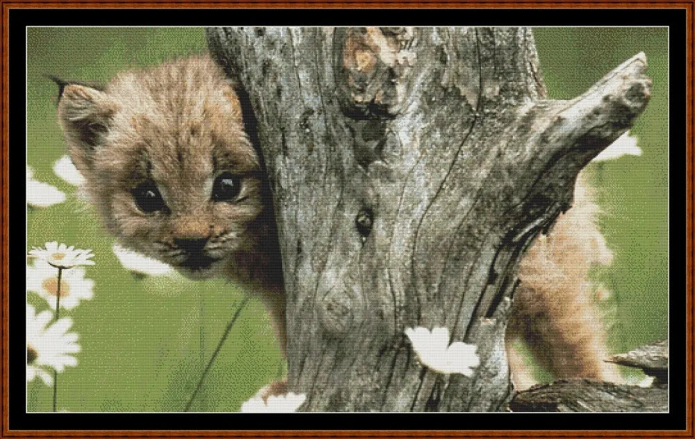 Lynx Kitty