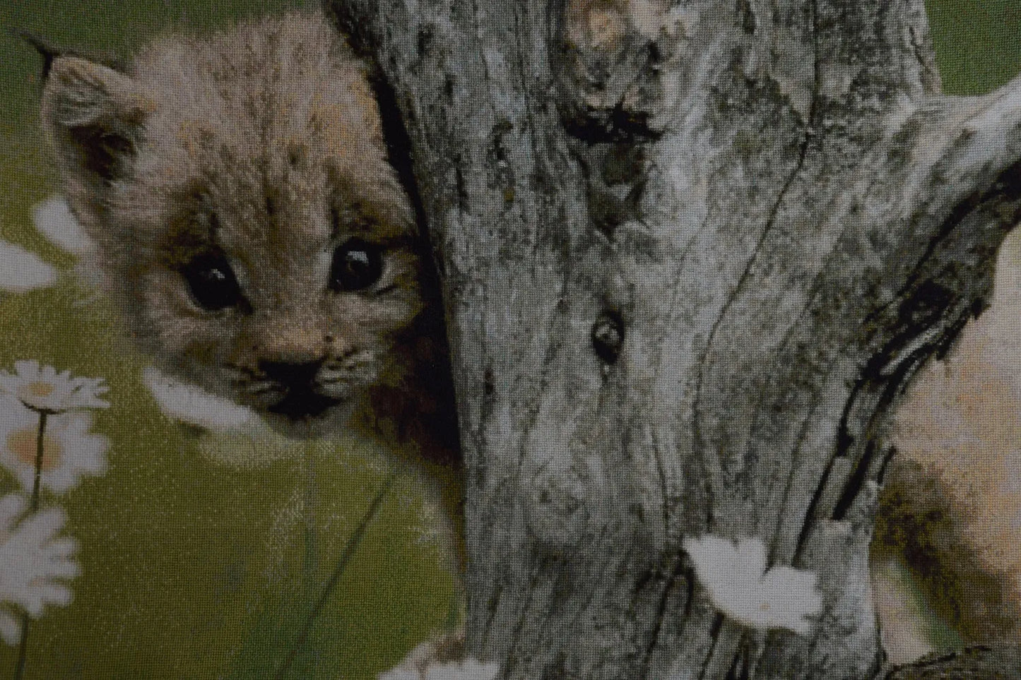 Lynx Kitty