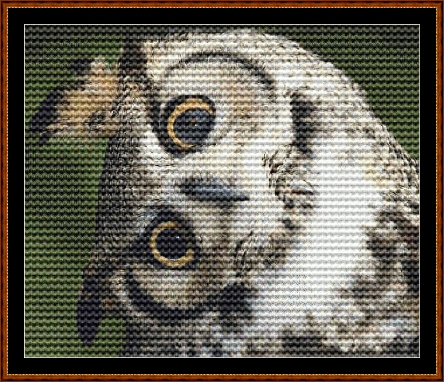 Long Eared Owl - Just The Head