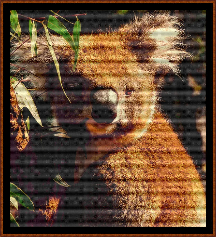 Koala