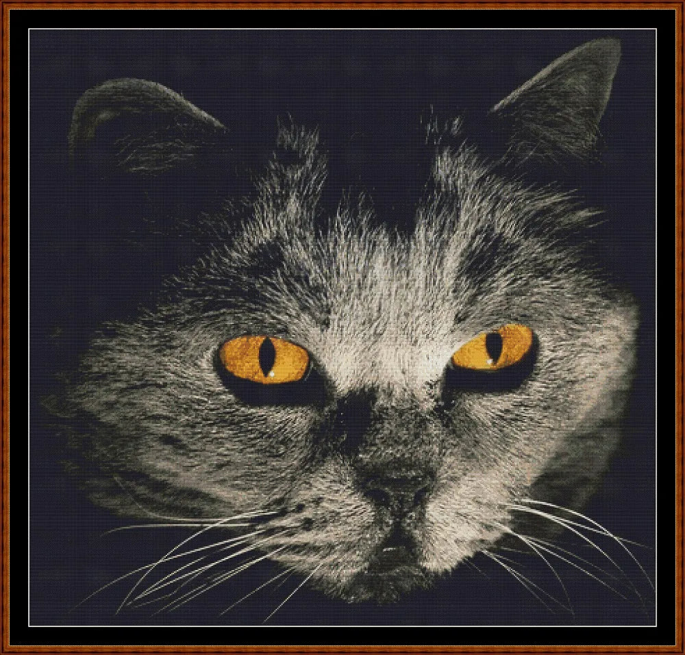 Cat Stare