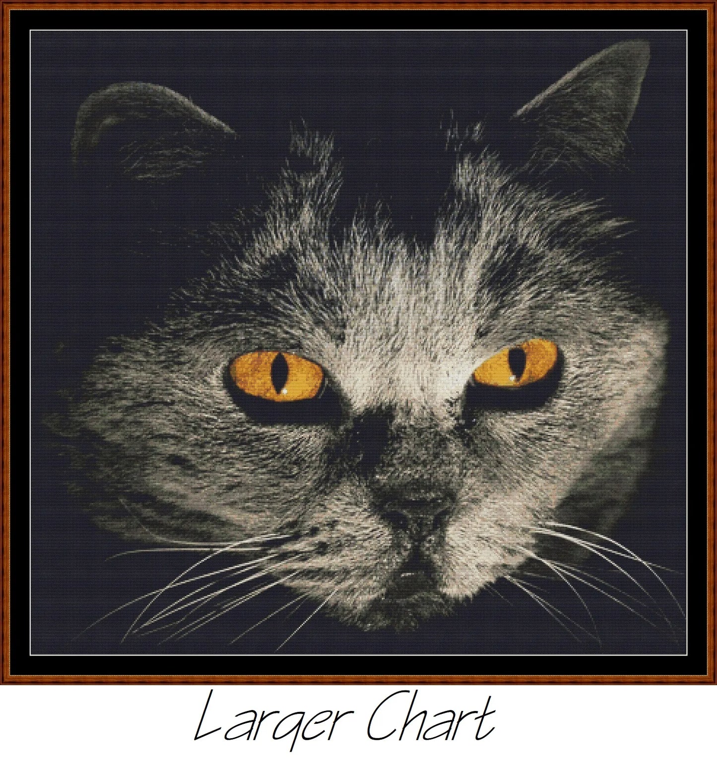 Cat Stare