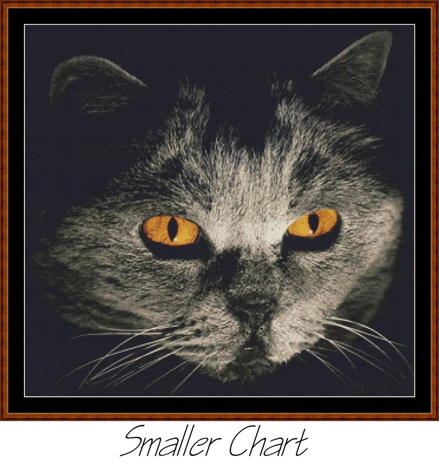 Cat Stare