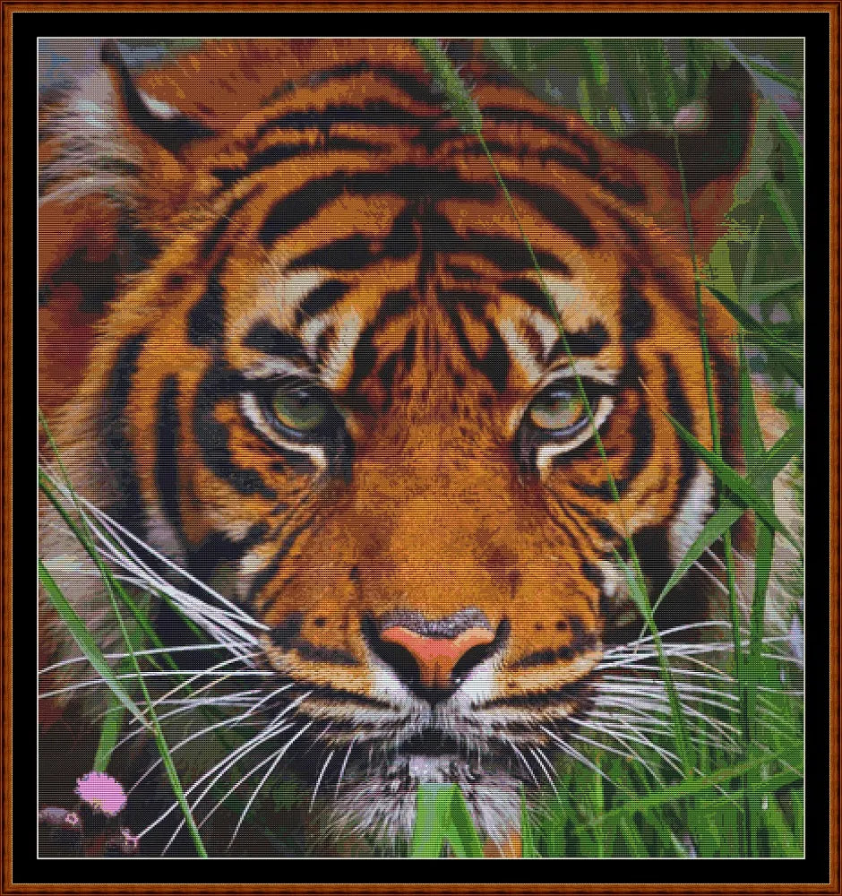 Faces Of The Cat - Tiger