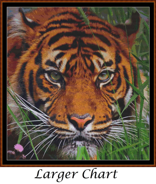 Faces Of The Cat - Tiger