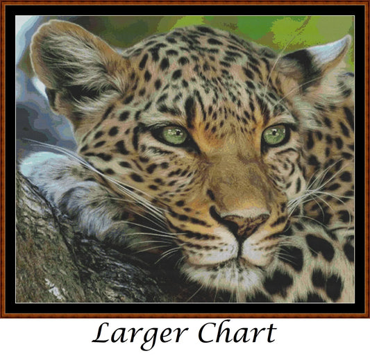 Faces Of The Cat - Leopard