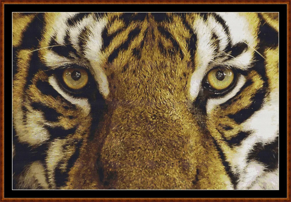 Eyes - Tiger