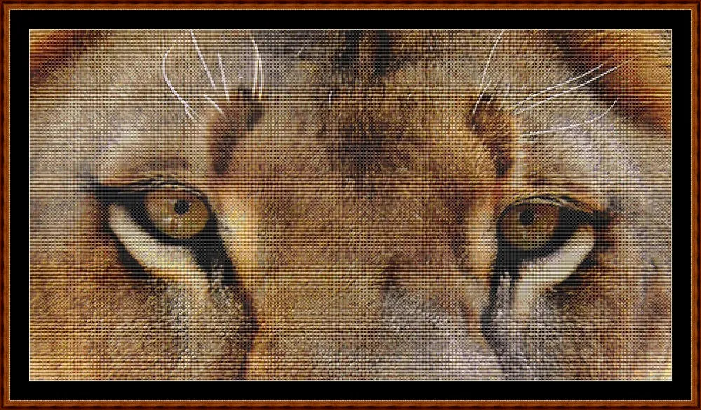 Lion Eyes