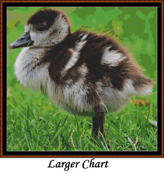 Baby Birds - Nile Goose