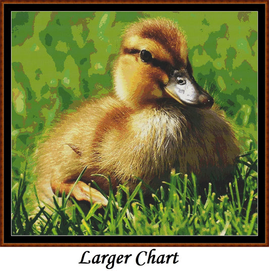 Baby Birds - Mallard Duck