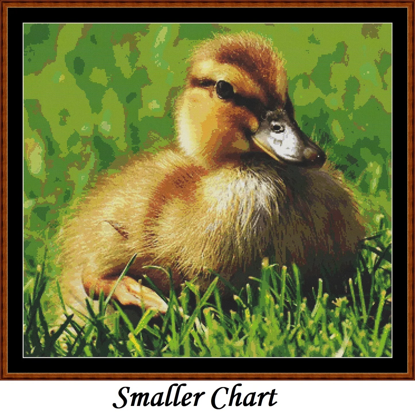 Baby Birds - Mallard Duck
