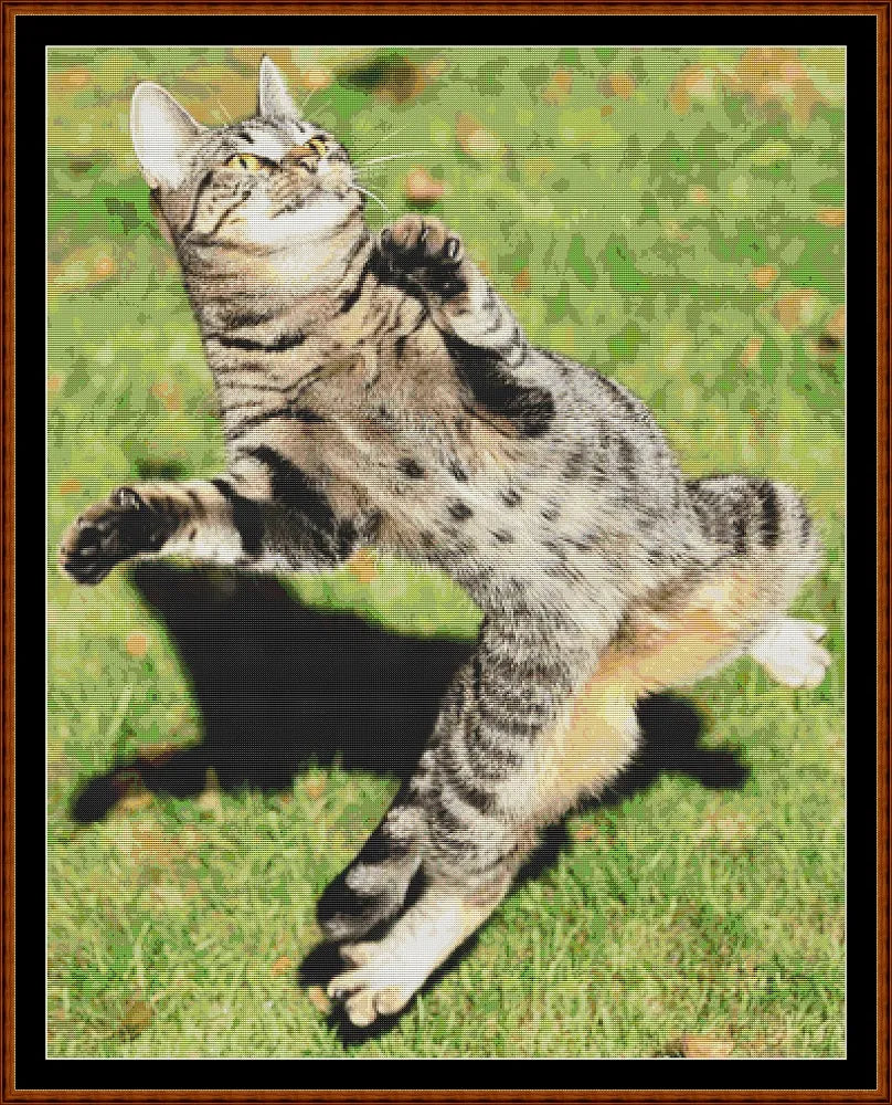 Zumba Cat