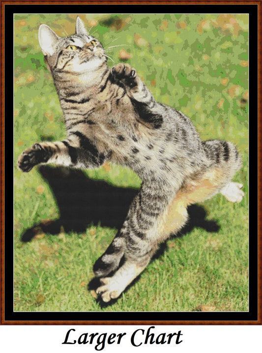 Zumba Cat