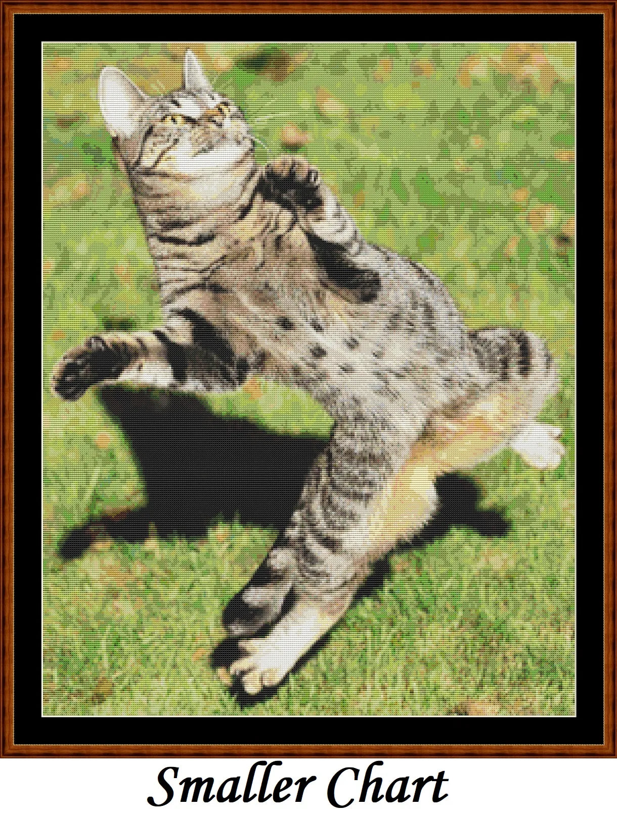Zumba Cat