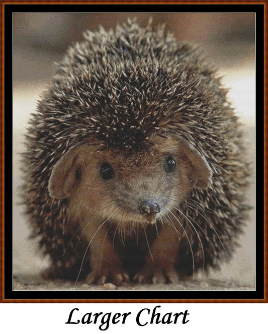 Looking At You - Hedgehog