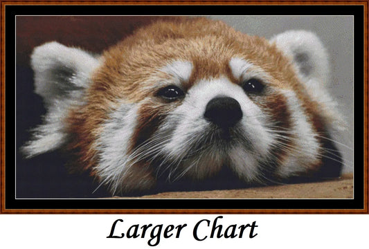 Looking At You - Red Panda