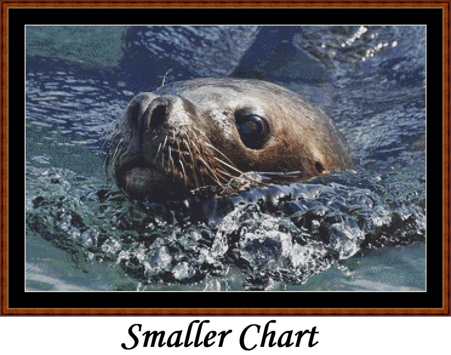 Looking At You - Sea Lion