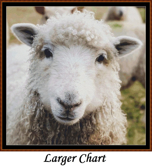 Looking At You - Sheep