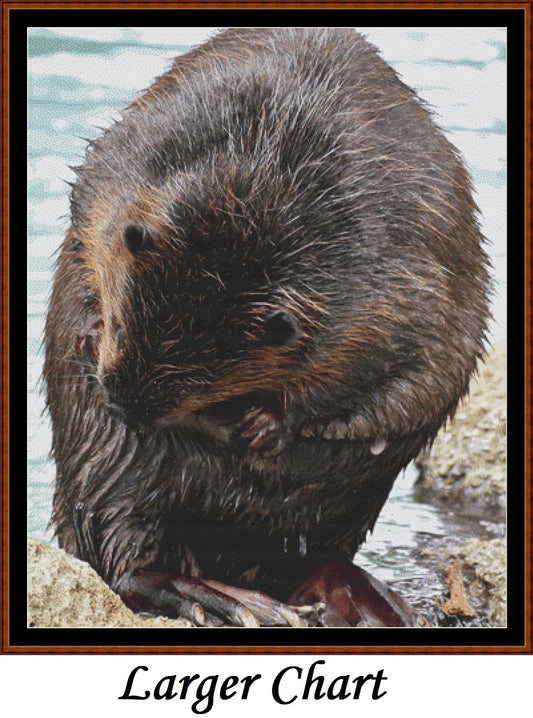 Beaver
