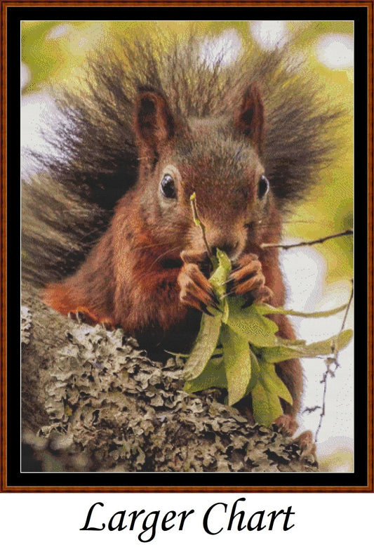 Looking At You - Red Squirrel