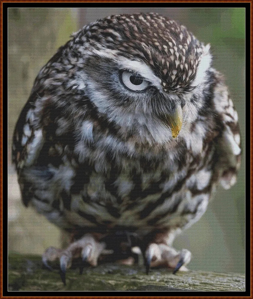 Angry Owl cross stitch patterns are a little owl design created from art by Paul Edney (ebor) under Public Domain CC0 license