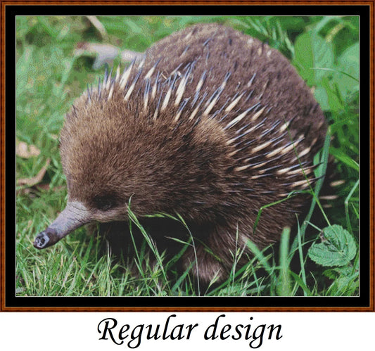 Echidna