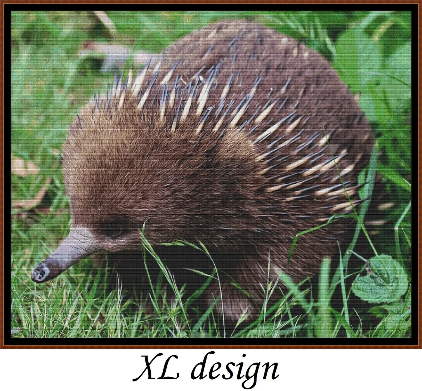Echidna