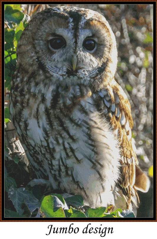 Tawny Owl