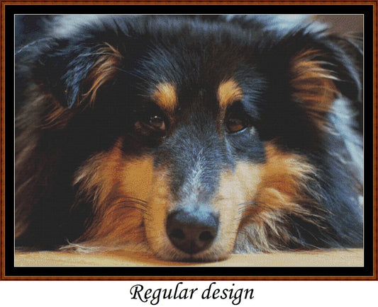 Sleepy Dogs - Shetland Sheepdog