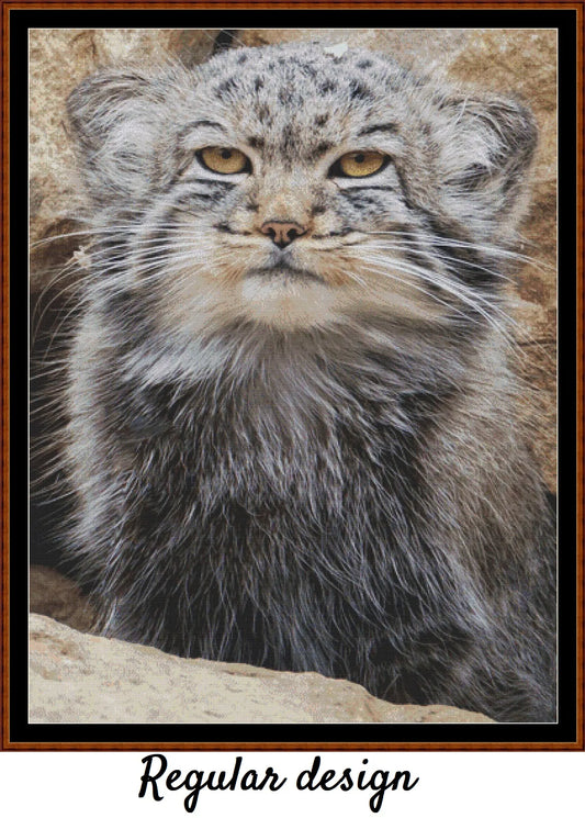 Pallas's Cat