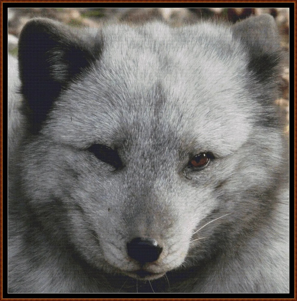Arctic Fox