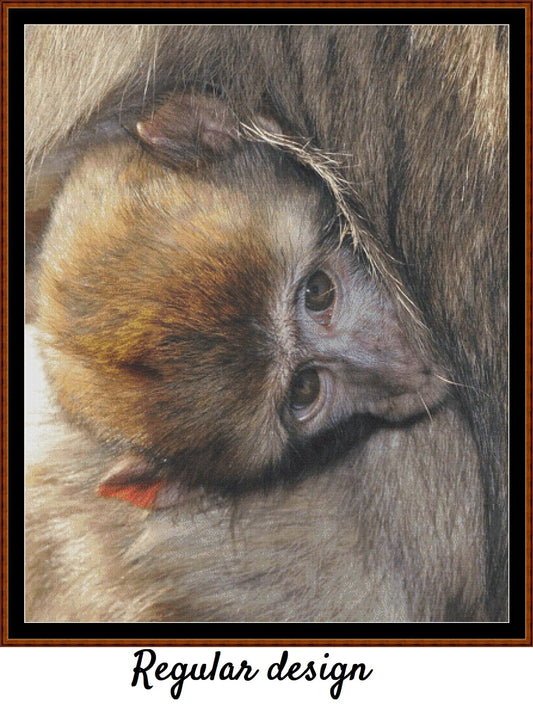 Baby Animals - Macaque
