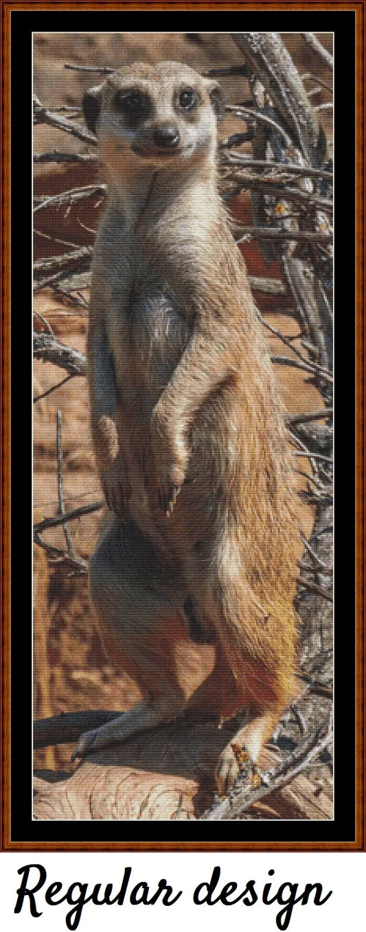 Looking At You - Meerkat