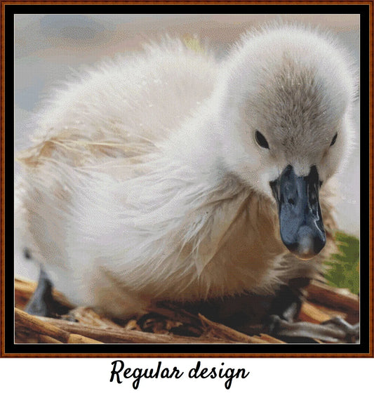 Baby Birds - Cygnet