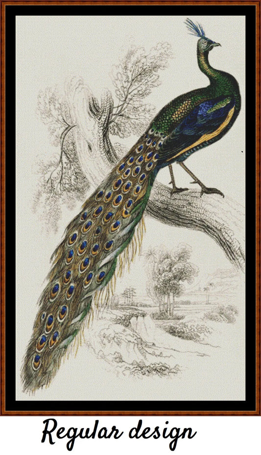 Majestic Male Peafowl