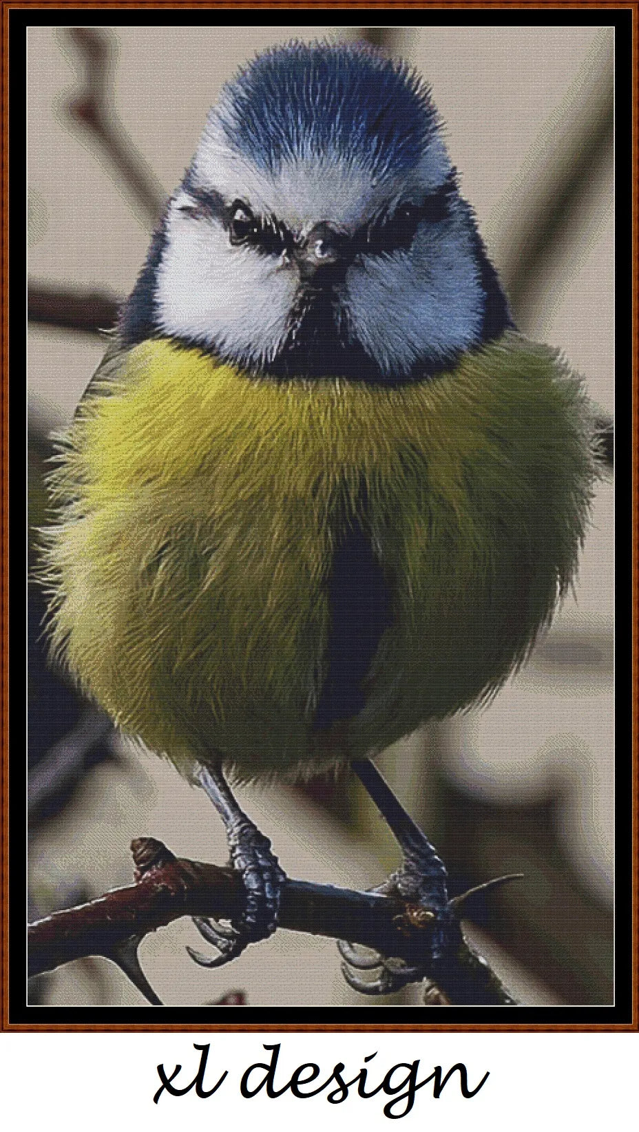 Angry Blue Tit