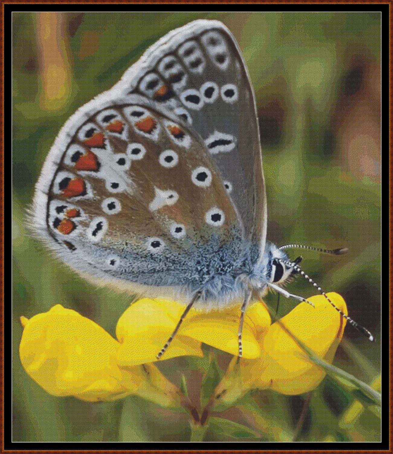 Expertly created from art by TheOtherKev, under Public Domain CC0 license, Common Blue Butterfly patterns. Common Blue Butterfly is a feline art pattern that comes as a full coverage pattern with no back-stitching. Additionally, Common Blue Butterfly is available in 2 different design sizes - cross stitch regular & XL And each sale includes both B&W and colour charts