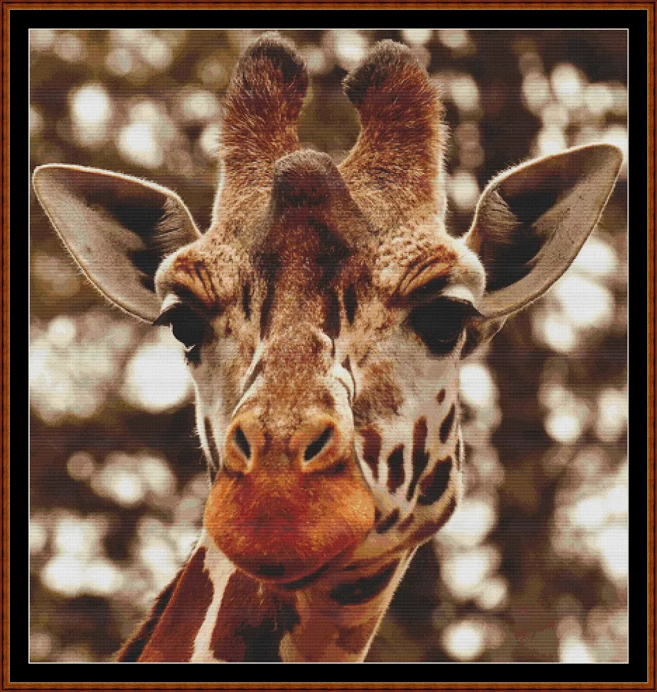 Giraffe Stare