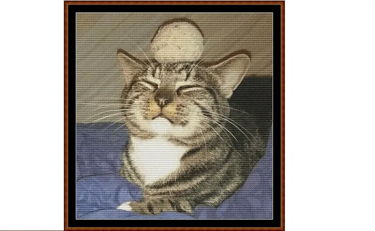 Domestic Cats