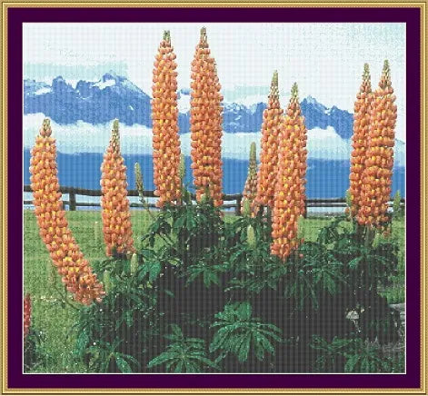 Lupins  