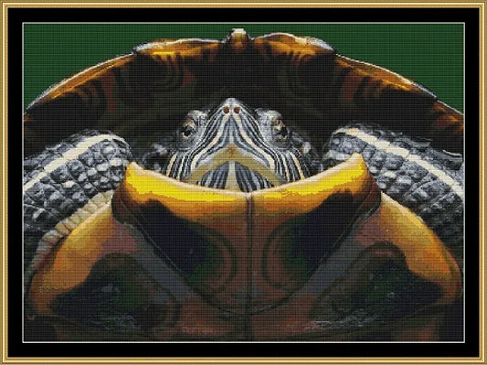 Hispaniolan Slider  