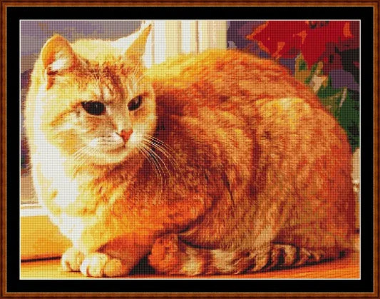 Ginger  