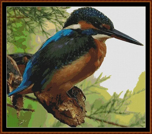 Kingfisher  
