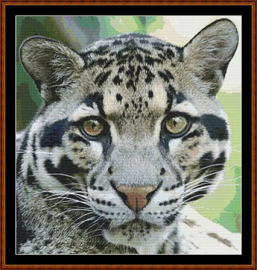 Clouded Leopard  