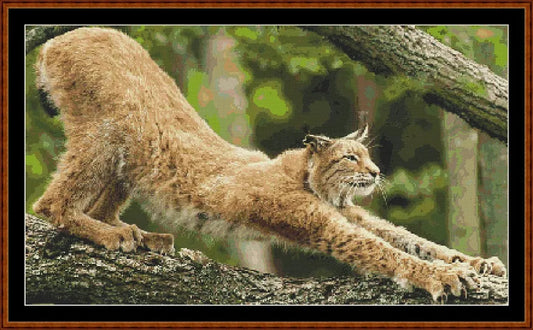 Morning Stretch  