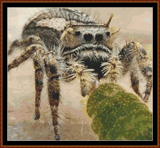 Spidey  