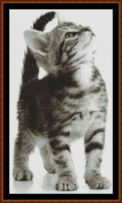 Kitty  