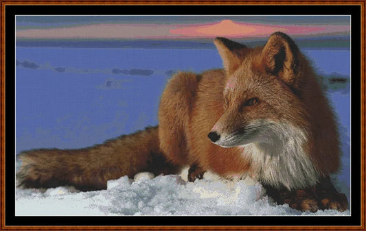 Red Fox  