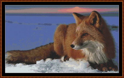 Red Fox  