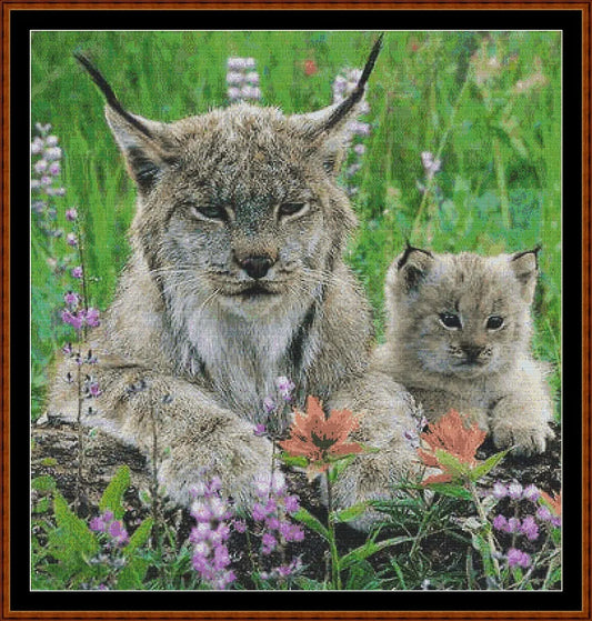 Lynx  